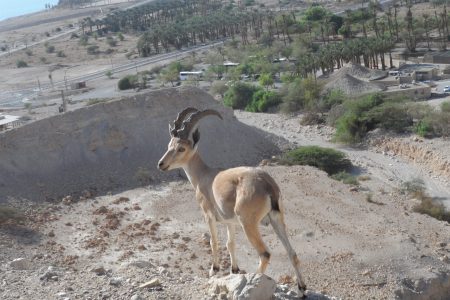 ת-13 יעל בביס שדה עין גדי