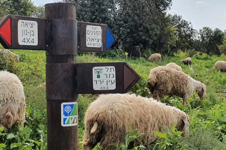 תמונה של WhatsApp‏ 2025-03-12 בשעה 12.32.07_1c888ded